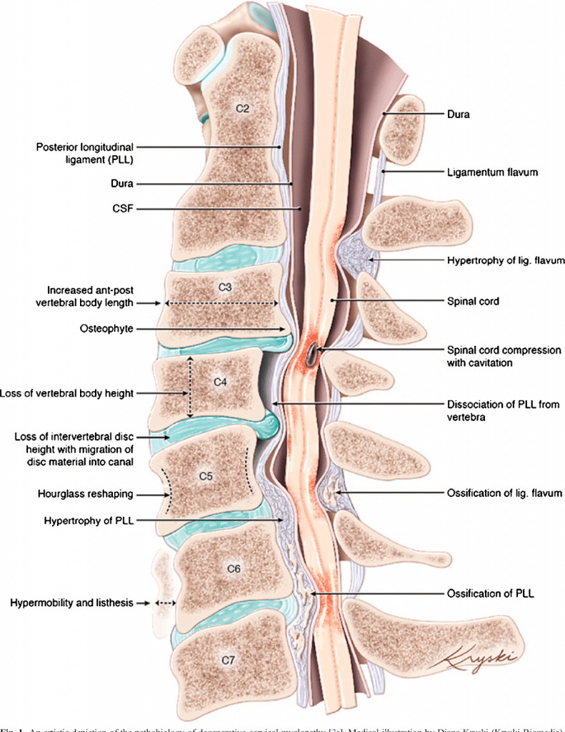 Dura mater