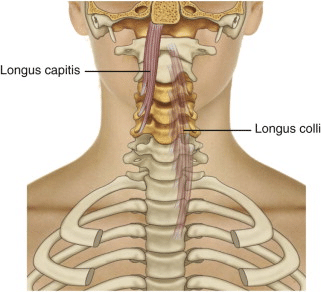 Longus Coli Muscles identified 