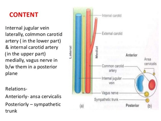 inside carotid sheath