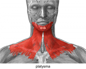 platysma