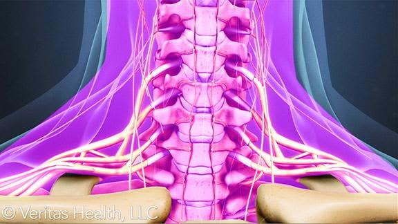 Prevertebral Fascia