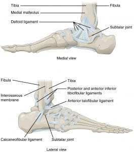 919_Ankle_Feet_Joints
