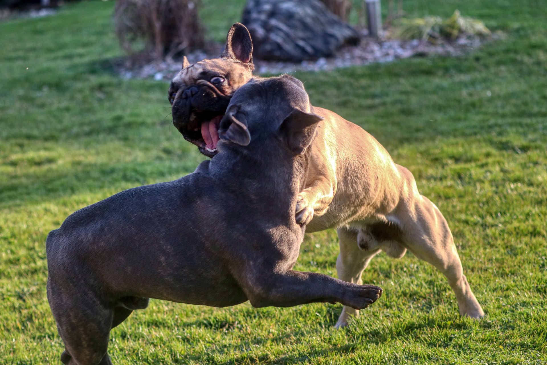 dog-bite-lawyer-nyc