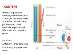 inside-carotid-sheath