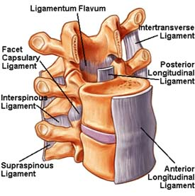 ligamentum-flavum
