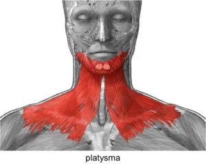 platysma